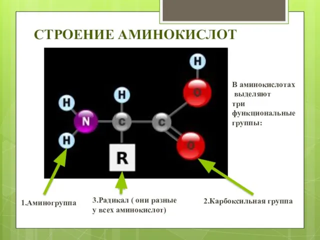 СТРОЕНИЕ АМИНОКИСЛОТ В аминокислотах выделяют три функциональные группы: 1.Аминогруппа 2.Карбоксильная группа 3.Радикал