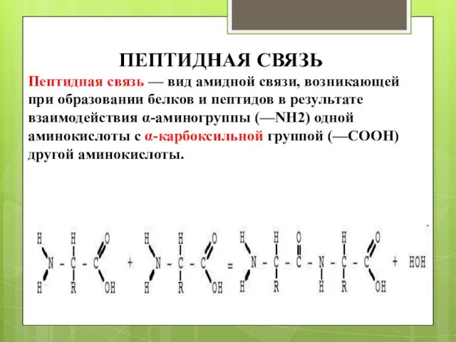 ПЕПТИДНАЯ СВЯЗЬ Пептидная связь — вид амидной связи, возникающей при образовании белков