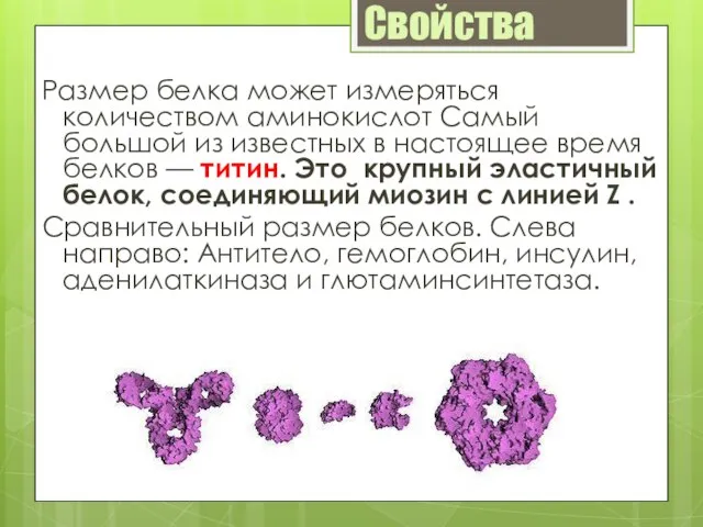 Свойства Размер белка может измеряться количеством аминокислот Самый большой из известных в