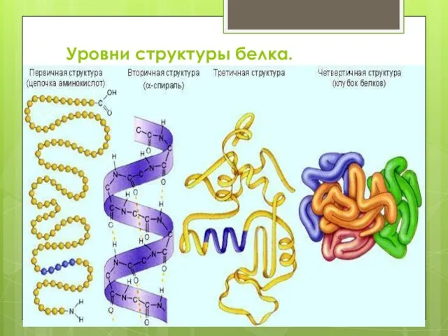 Уровни структуры белка.