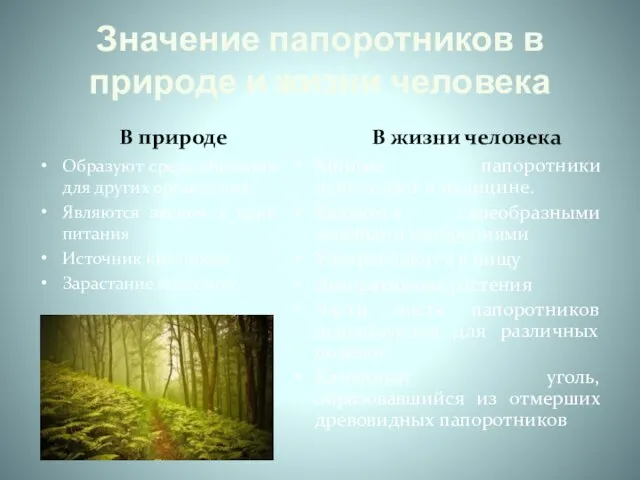 Значение папоротников в природе и жизни человека В природе Образуют среду обитания