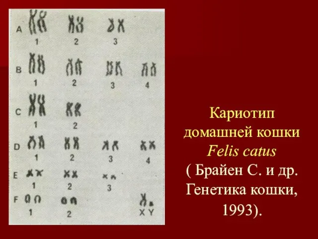 Кариотип домашней кошки Felis catus ( Брайен С. и др. Генетика кошки, 1993).