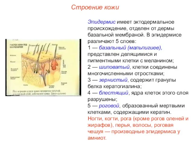 Строение кожи Эпидермис имеет эктодермальное происхождение, отделен от дермы базальной мембраной. В