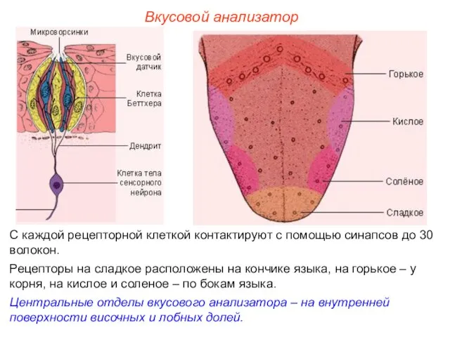 Вкусовой анализатор С каждой рецепторной клеткой контактируют с помощью синапсов до 30