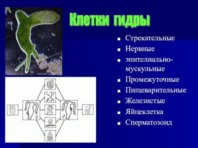 Стрекательные Нервные эпителиально-мускульные Промежуточные Пищеварительные Железистые Яйцеклетка Сперматозоид Клетки гидры