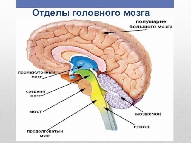 Отделы головного мозга