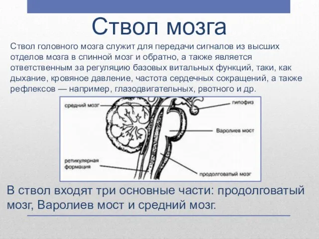 Ствол мозга Ствол головного мозга служит для передачи сигналов из высших отделов