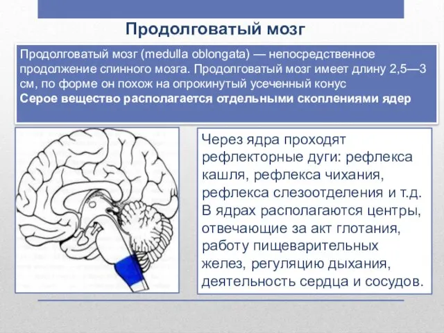 Продолговатый мозг Продолговатый мозг (medulla oblongata) — непосредственное продолжение спинного мозга. Продолговатый