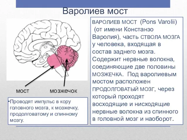 Варолиев мост ВАРОЛИЕВ МОСТ (Pons Varolii) (от имени Констанзо Варолия), часть СТВОЛА