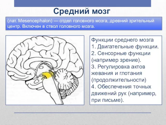 Средний мозг Функции среднего мозга 1. Двигательные функции. 2. Сенсорные функции (например