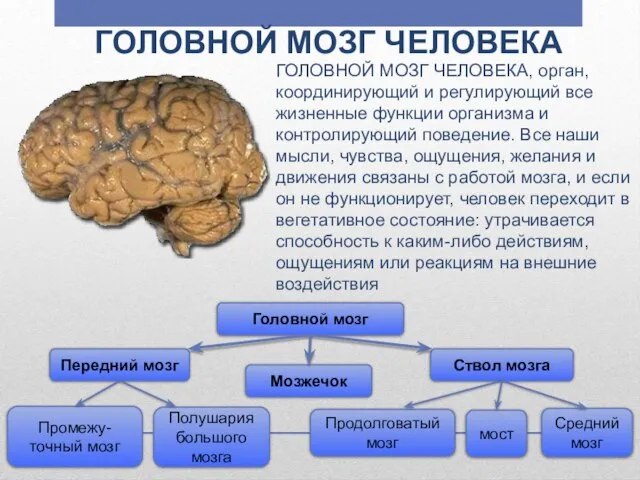 ГОЛОВНОЙ МОЗГ ЧЕЛОВЕКА ГОЛОВНОЙ МОЗГ ЧЕЛОВЕКА, орган, координирующий и регулирующий все жизненные