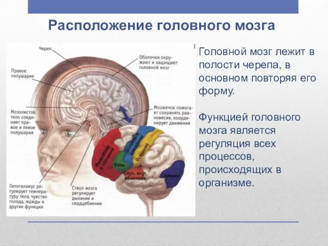 Расположение головного мозга Головной мозг лежит в полости черепа, в основном повторяя