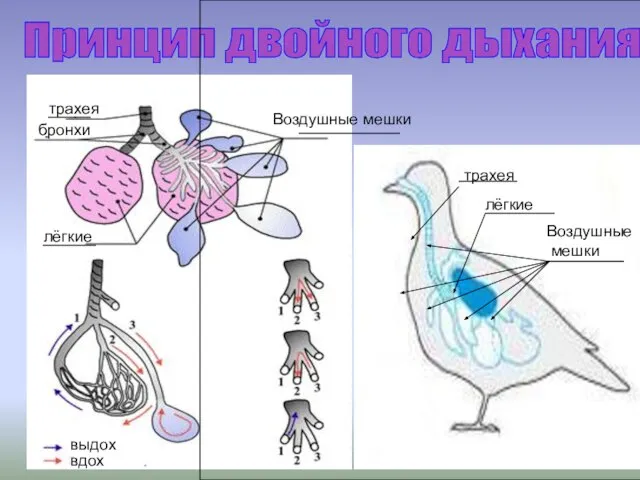 Принцип двойного дыхания трахея бронхи Воздушные мешки лёгкие выдох вдох Воздушные мешки трахея лёгкие