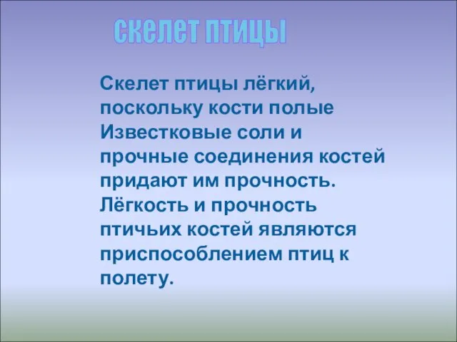 скелет птицы Скелет птицы лёгкий, поскольку кости полые Известковые соли и прочные