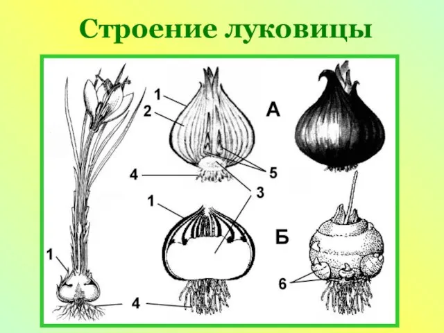 Строение луковицы