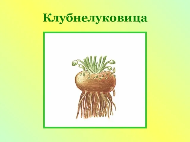 Клубнелуковица