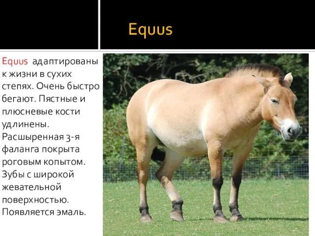 Equus Equus адаптированы к жизни в сухих степях. Очень быстро бегают. Пястные