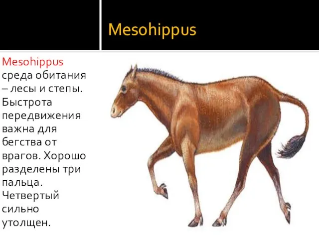 Mesohippus Mesohippus среда обитания – лесы и степы. Быстрота передвижения важна для