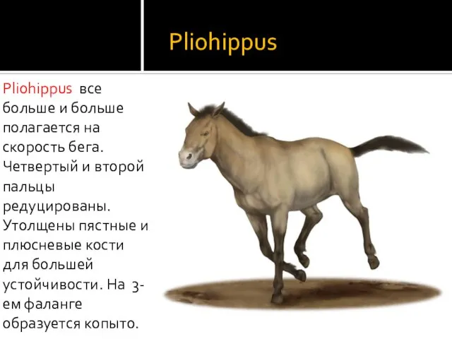 Pliohippus Pliohippus все больше и больше полагается на скорость бега. Четвертый и