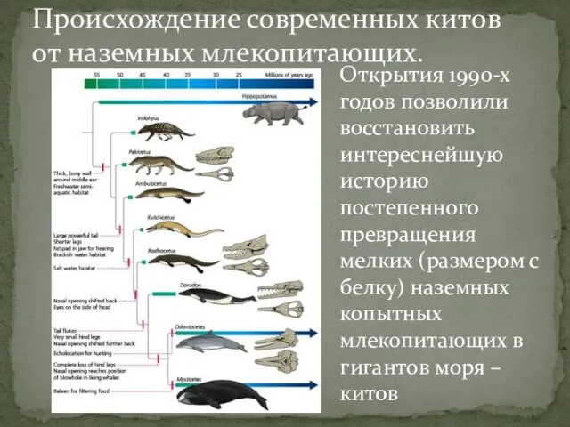 Происхождение современных китов от наземных млекопитающих. Открытия 1990-х годов позволили восстановить интереснейшую