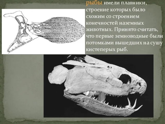 Древние кистеперые рыбы имели плавники, строение которых было схожим со строением конечностей