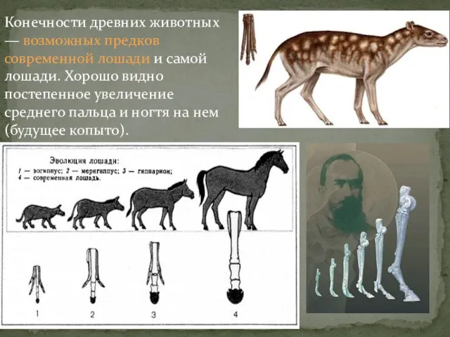 Конечности древних животных — возможных предков современной лошади и самой лошади. Хорошо