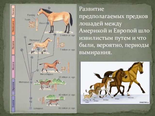 Развитие предполагаемых предков лошадей между Америкой и Европой шло извилистым путем и