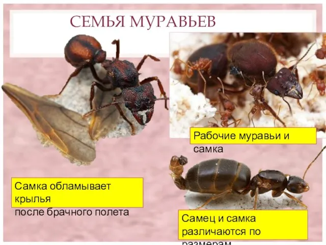 СЕМЬЯ МУРАВЬЕВ Самец и самка различаются по размерам Самка обламывает крылья после