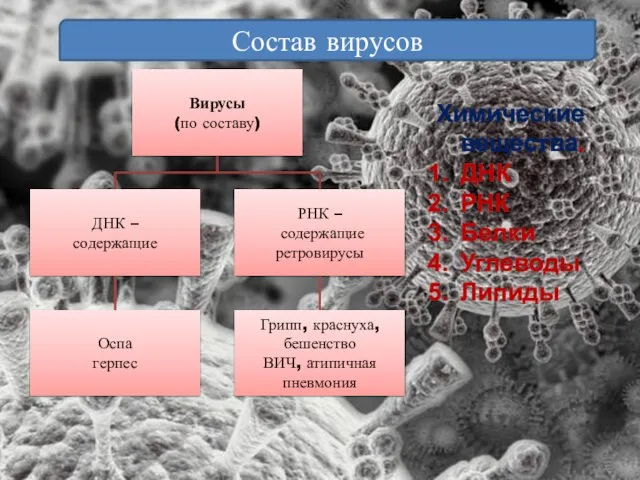 Состав вирусов Химические вещества. ДНК РНК Белки Углеводы Липиды