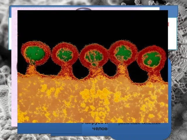 Многообразие вирусов СПИД – болезнь 21 века! Возбудителем которой является ВИЧ! Вирусные частицы атакуют здоровые лимфоциты