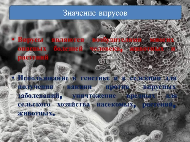 Вирусы являются возбудителями многих опасных болезней человека, животных и растений Использование в