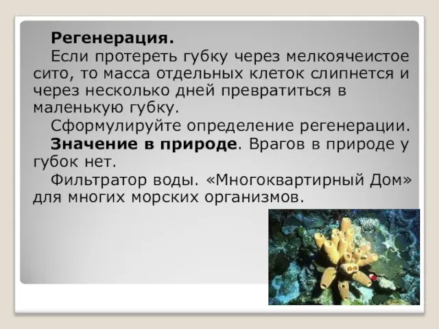 Регенерация. Если протереть губку через мелкоячеистое сито, то масса отдельных клеток слипнется