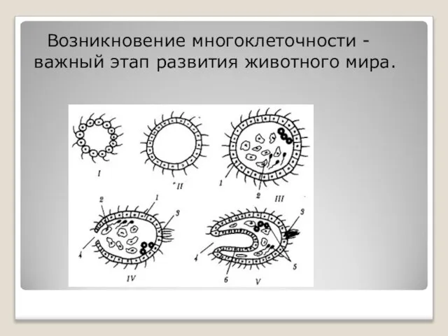 Возникновение многоклеточности -важный этап развития животного мира.