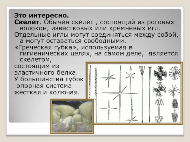 Это интересно. Скелет. Обычен скелет , состоящий из роговых волокон, известковых или