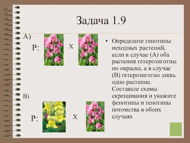 Задача 1.9 Определите генотипы исходных растений, если в случае (А) оба растения