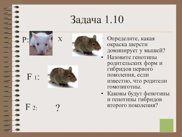 Задача 1.10 Определите, какая окраска шерсти доминирует у мышей? Назовите генотипы родительских