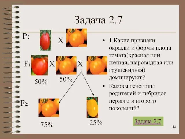 Задача 2.7 1.Какие признаки окраски и формы плода томата(красная или желтая, шаровидная