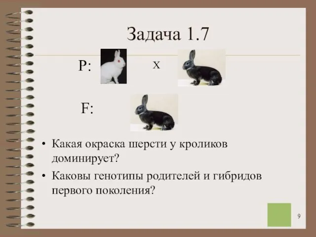 Задача 1.7 Какая окраска шерсти у кроликов доминирует? Каковы генотипы родителей и