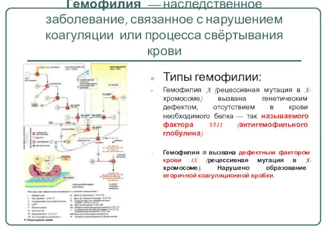 Гемофилия — наследственное заболевание, связанное с нарушением коагуляции или процесса свёртывания крови