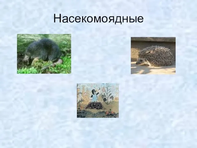 Насекомоядные