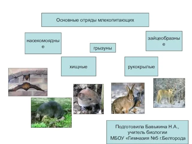 Основные отряды млекопитающих насекомоядные грызуны зайцеобразные хищные рукокрылые Подготовила Бавыкина Н.А., учитель