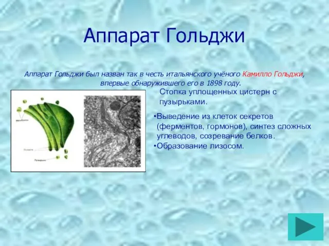 Аппарат Гольджи Аппарат Гольджи был назван так в честь итальянского учёного Камилло