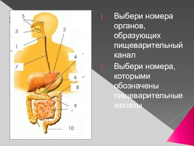 Выбери номера органов, образующих пищеварительный канал Выбери номера, которыми обозначены пищеварительные железы