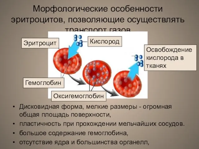 Морфологические особенности эритроцитов, позволяющие осуществлять транспорт газов Дисковидная форма, мелкие размеры -