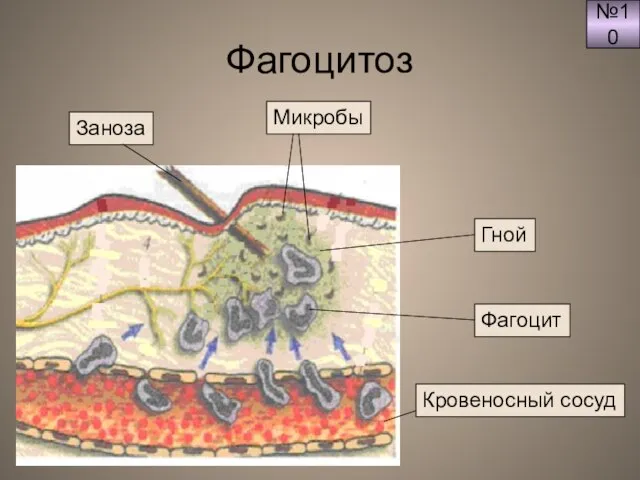 Фагоцитоз №10