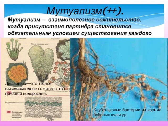 Мутуализм – взаимополезное сожительство, когда присутствие партнёра становится обязательным условием существования каждого