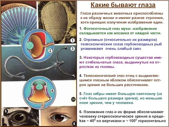 Какие бывают глаза Глаза различных животных приспособлены к их образу жизни и