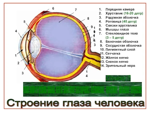 Строение глаза человека 1 2 3 4 5 6 7 8 9