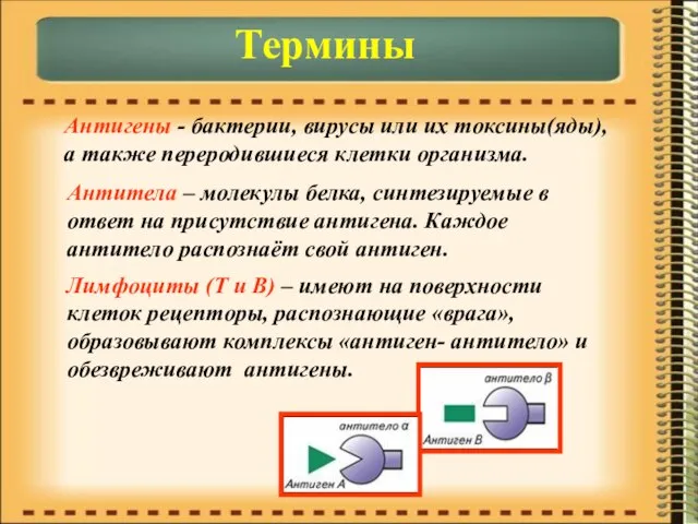 Термины Антигены - бактерии, вирусы или их токсины(яды), а также переродившиеся клетки