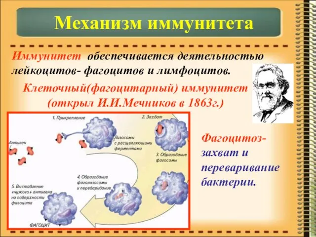 Иммунитет обеспечивается деятельностью лейкоцитов- фагоцитов и лимфоцитов. Механизм иммунитета Клеточный(фагоцитарный) иммунитет (открыл